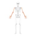 Skeleton Arms Human front Anterior ventral view with partly transparent bones position. Hands, forearms realistic flat