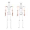 Skeleton Arms Human front back view with partly transparent bones position. Set of 3D hands, forearms realistic flat Royalty Free Stock Photo