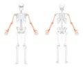 Skeleton Arms Human front back view with two arm open poses with partly transparent bones position. Hands, forearms Royalty Free Stock Photo