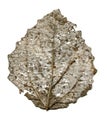 Skeleton of aspen leaf. Royalty Free Stock Photo
