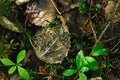 Skeleton of aspen leaf. Royalty Free Stock Photo