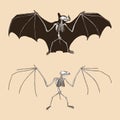 Skeleton bat vector illustration Royalty Free Stock Photo