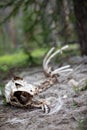 The Skeleton of a Big Horn Sheep in the Forest at Rocky Mountain National Park Royalty Free Stock Photo