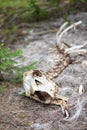 The Skeleton of a Big Horn Sheep in the Forest at Rocky Mountain National Park Royalty Free Stock Photo