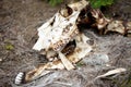 The Skeleton of a Big Horn Sheep in the Forest at Rocky Mountain National Park Royalty Free Stock Photo