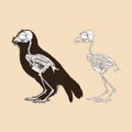 Skeleton bird antique vector illustration Royalty Free Stock Photo