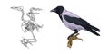 Skeleton of a bird. Crow. Bones. Vector.