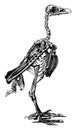 Skeleton of a bird, vintage engraving Royalty Free Stock Photo