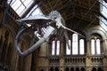 Skeleton of a blue whale in the great hall of the museum of natural history in London, UK