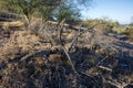 Skeleton of Cactus in Dreamy Draw Desert Preserve, Phoenix, AZ