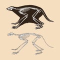Skeleton colugo vector illustration