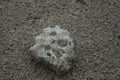 Skeleton of coral found on the beach, Cahuita Park