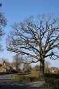 Skeleton of crown of oak tree against blue sky