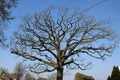 Skeleton of crown of oak tree against blue sky