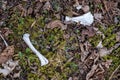 skeleton of dead animal in forest