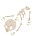 Skeleton of dead animal.