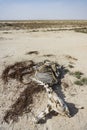 The skeleton of a dead camel in the desert in the steppes of Kazakhstan Royalty Free Stock Photo