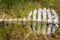 Skeleton of a dead horse in Kalmyk steppe Royalty Free Stock Photo