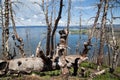 Dead Trees at Yellowstone Lake