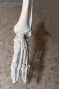 Skeleton Detail Foot - Medical Anatomy Model