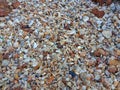 Skeleton detail of sea shells on the beach