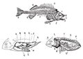 Skeleton, digestive and circulatory system of a fish, vintage engraving