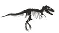 Skeleton of dinosaur