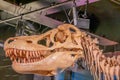 Skeleton of dinosaur head at Melbourne Museum, Melbourne, Australia