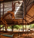 Skeleton of Dinosaur Jobaria tiguidensis in Niamey, Niger