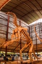 Skeleton of Dinosaur Jobaria tiguidensis in Niamey, Niger