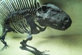 The skeleton of a dinosaur, prehistoric fossil, close-up