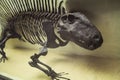The skeleton of a dinosaur, prehistoric fossil, close-up
