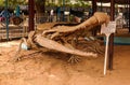 Skeleton of Dinosaur Sarcosuchus imperator in Niamey, Niger Royalty Free Stock Photo