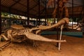 Skeleton of Dinosaur Sarcosuchus imperator in Niamey, Niger