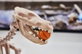 Skeleton of dinosaur sitting on stand with ball in his mouth