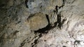 Skeleton Display of Cave Bear in Barac Cave, Croatia Royalty Free Stock Photo