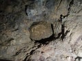 Skeleton Display of Cave Bear in Barac Cave, Croatia Royalty Free Stock Photo