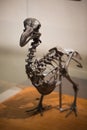 The skeleton of the Dodo on Mauritius, La Vanille.