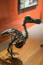 The skeleton of the Dodo on Mauritius, La Vanille. Royalty Free Stock Photo