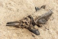The skeleton of a Dolphin close-up, thrown on the beach. The concept of ecological disaster Royalty Free Stock Photo