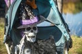 Skeleton dressed as a witch in a carrage