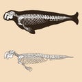 Skeleton dugong vector illustration Royalty Free Stock Photo