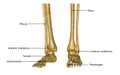 Skeleton feet