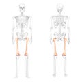 Skeleton femur thigh bone Human front back view with partly transparent bones position. Set of realistic flat natural Royalty Free Stock Photo