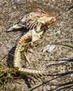 Skeleton of fish bones on the beach