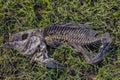 Skeleton Of A Fish On Grass