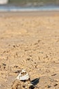 skeleton of a fish half buried in the sand on a beach with an environmental concept Royalty Free Stock Photo