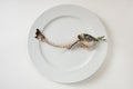 Skeleton fish on a plate, fishbone