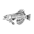 skeleton of fish. sketch. skeleton of a prehistoric fish vector sketch illustration Royalty Free Stock Photo