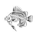 skeleton of fish. sketch. skeleton of a prehistoric fish vector sketch illustration Royalty Free Stock Photo